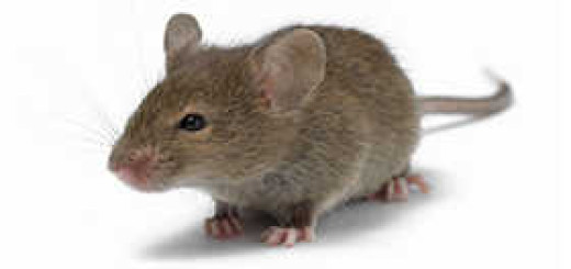 ipm mouse